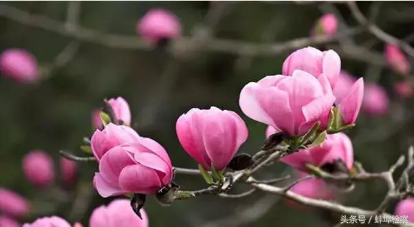 开在诗词里的20种花，朵朵诗意盈香