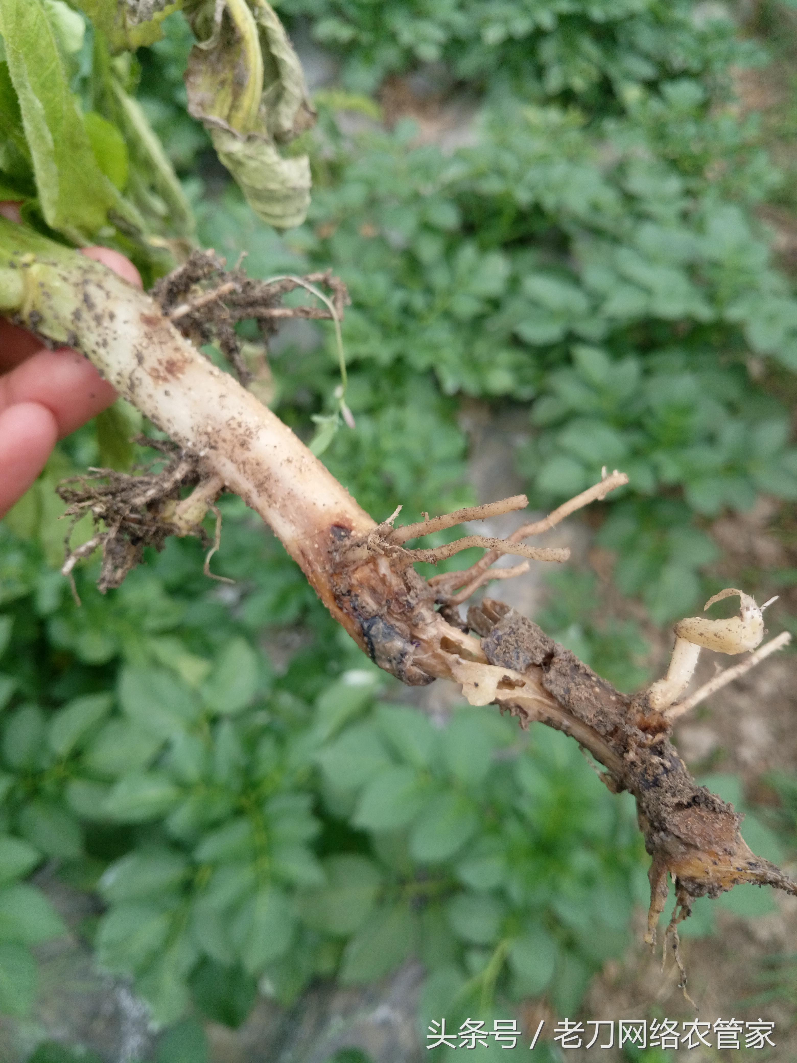 专家解答：马铃薯根须变黑坏死？别找了，就是根腐病的症状