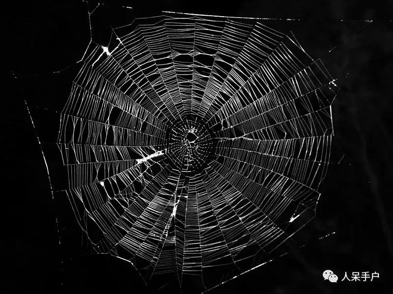 你说蜘蛛侠,蜘蛛侠的蜘蛛丝里有什么