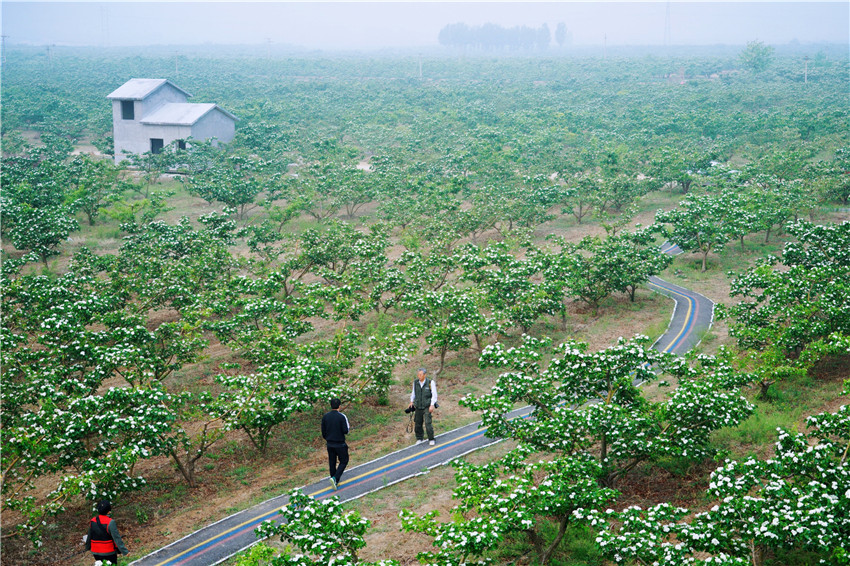 中国清河羊绒衫,清河中国羊绒价格