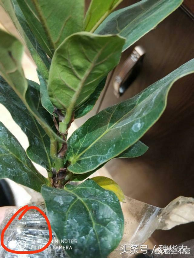 网购琴叶榕栽植养护,网购琴叶榕收到后怎么水培