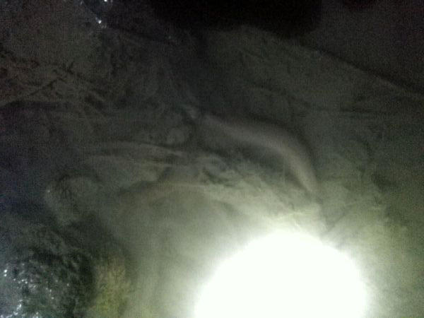 夜钓大口鲶鱼用什么饵最好,野河钓大口鲶鱼有多大