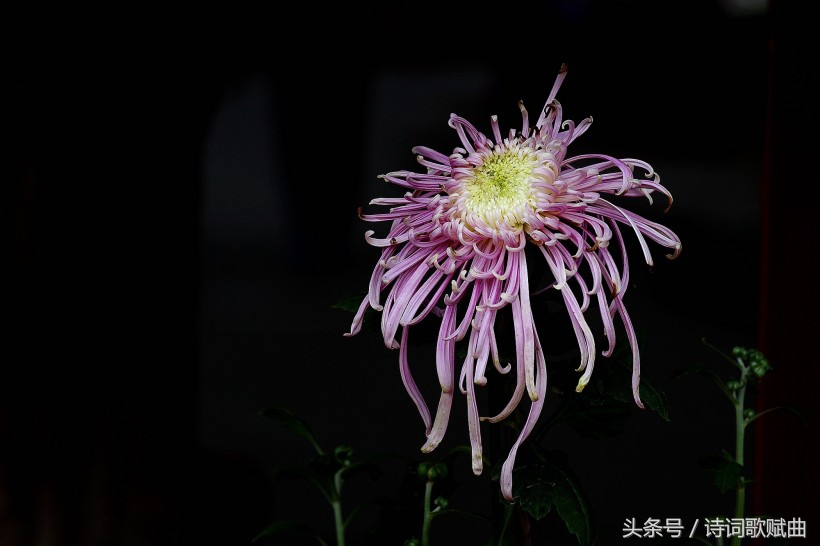 十首简短的爱国诗词,十句表达爱国情怀的诗句