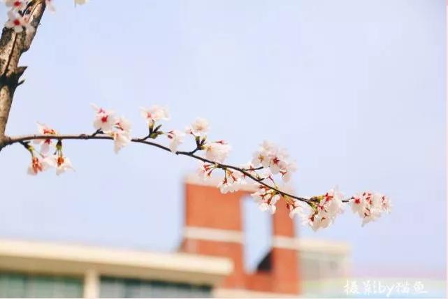 樱花装饰,樱花装饰墙壁