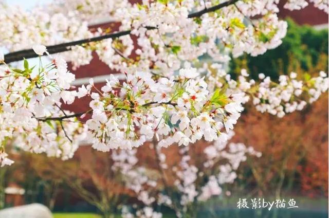 樱花装饰,樱花装饰墙壁