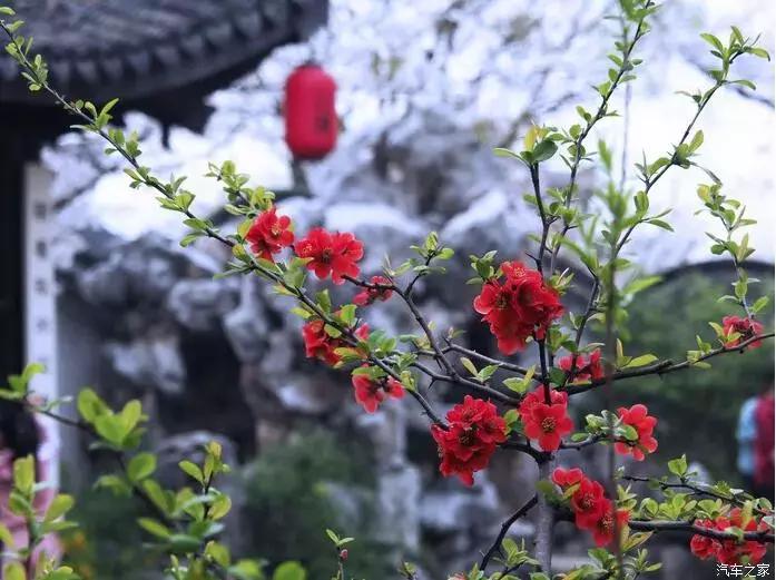 东南dx3自驾游,江浙寻花事