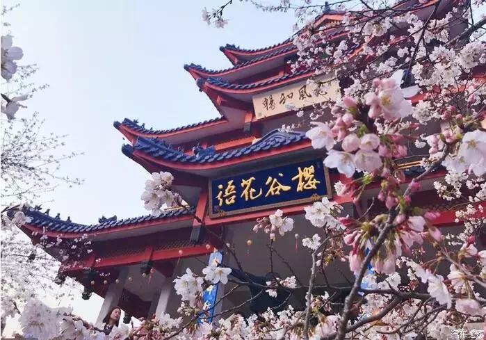 东南dx3自驾游,江浙寻花事