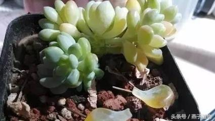多肉植物水化后怎么处理,多肉植物水化了怎么办