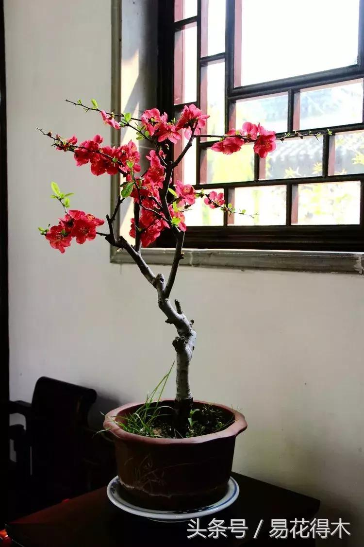 春季花草怎么防飞虫,春季怎么去花的小飞虫