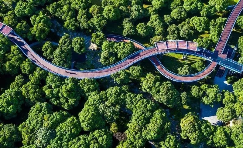 最真实的荔枝花海,广州荔枝花海