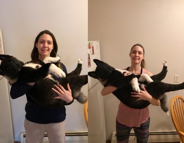 秋田犬成长过程,秋田犬1-12个月变化图