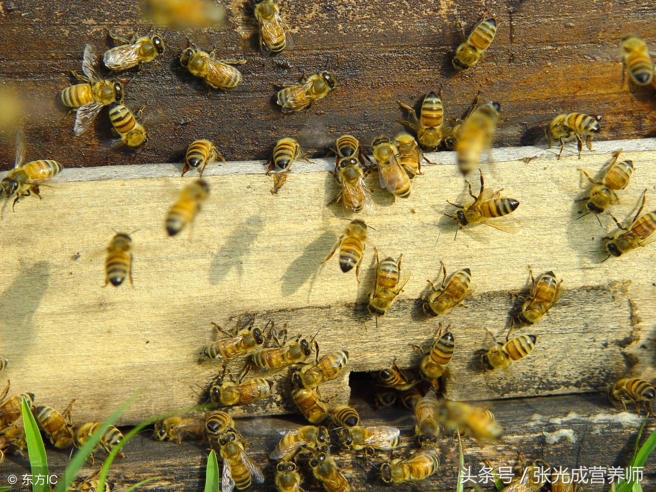 蜂胶是不是个好产品,蜂胶不适合什么人食用