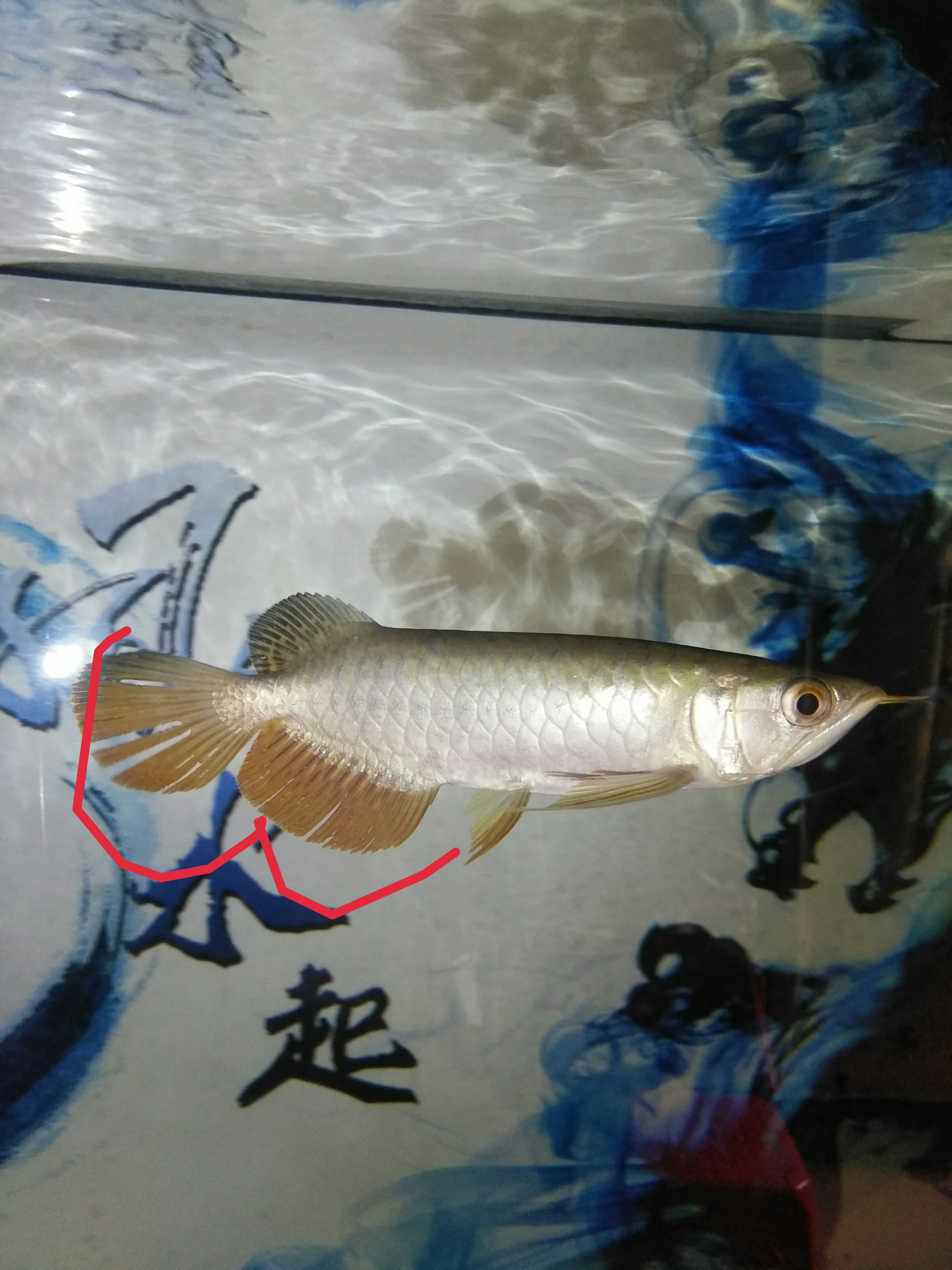 金龙鱼的修复能力到底有多强，看了你就会知道