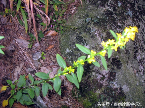 阴道炎鹅掌风、百日咳、偏头痛、咽炎扁桃体炎这棵路边野草就能好