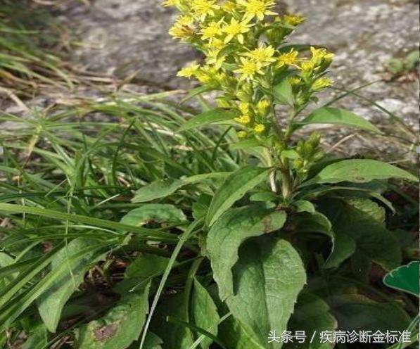 阴道炎鹅掌风、百日咳、偏头痛、咽炎扁桃体炎这棵路边野草就能好