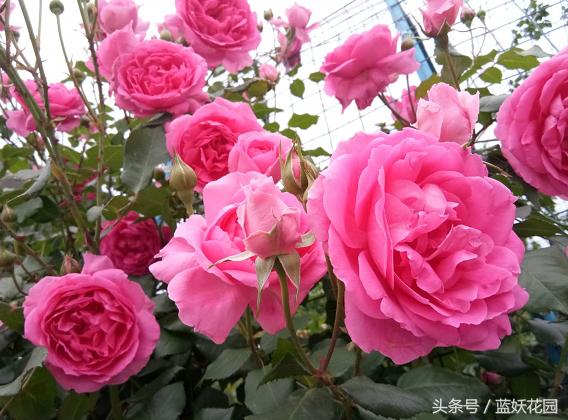 刚买回来的月季种下去枯萎怎么办,刚买回来的月季晒了怎么补救