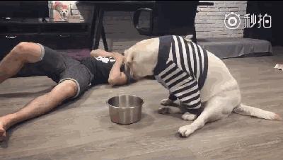 铲屎官奋不顾身保护宠物,铲屎官和狗日常行为