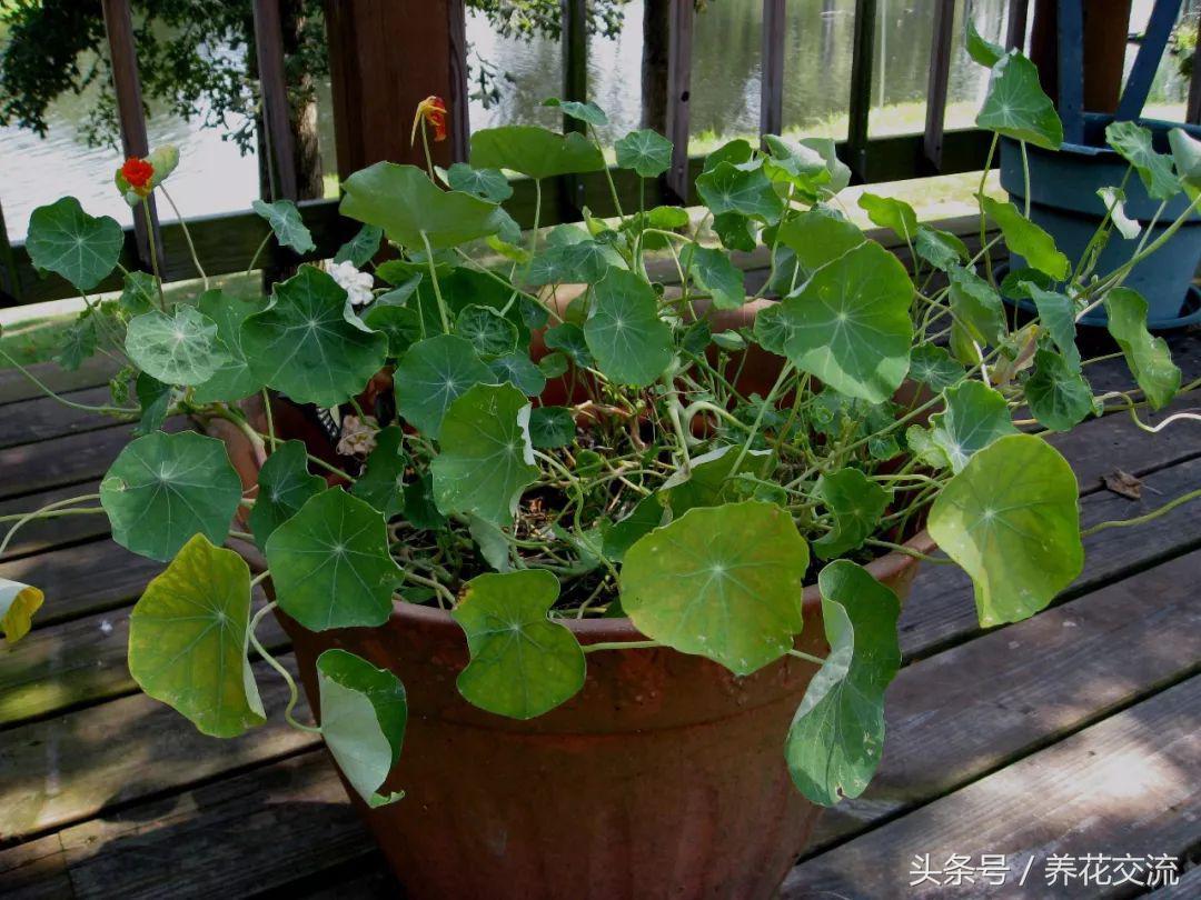 在贫瘠的土地上开出花,金莲花的浇水方法