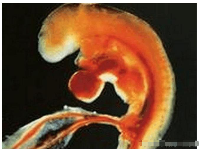 胎心胎芽是什么时候出现的胎心胎芽出现时间