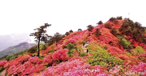 暮春赏花,别忘了听一曲《美人蕉》