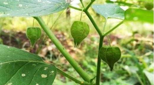 农村有种野草叫鬼灯笼,会长灯笼的野草