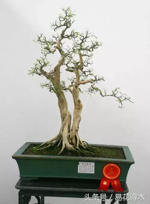 九里香为什么大量掉叶,九里香掉枝掉叶怎么急救