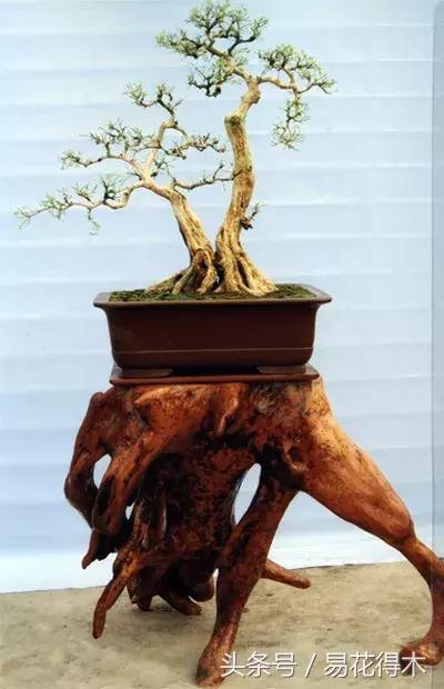 九里香为什么大量掉叶,九里香掉枝掉叶怎么急救