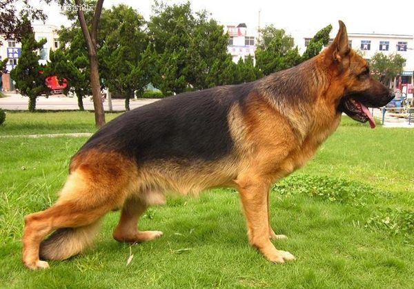 「涵姐说：德国牧羊犬」一篇详细介绍德牧/德国牧羊犬的文章