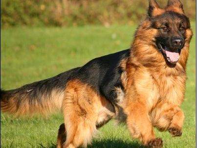 德国牧羊犬和德牧是一个品种吗,德牧和德国牧羊犬是一个品种吗