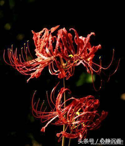 人间四月芳菲尽时过境迁落尘埃,人间四月芳菲尽春花始盛开