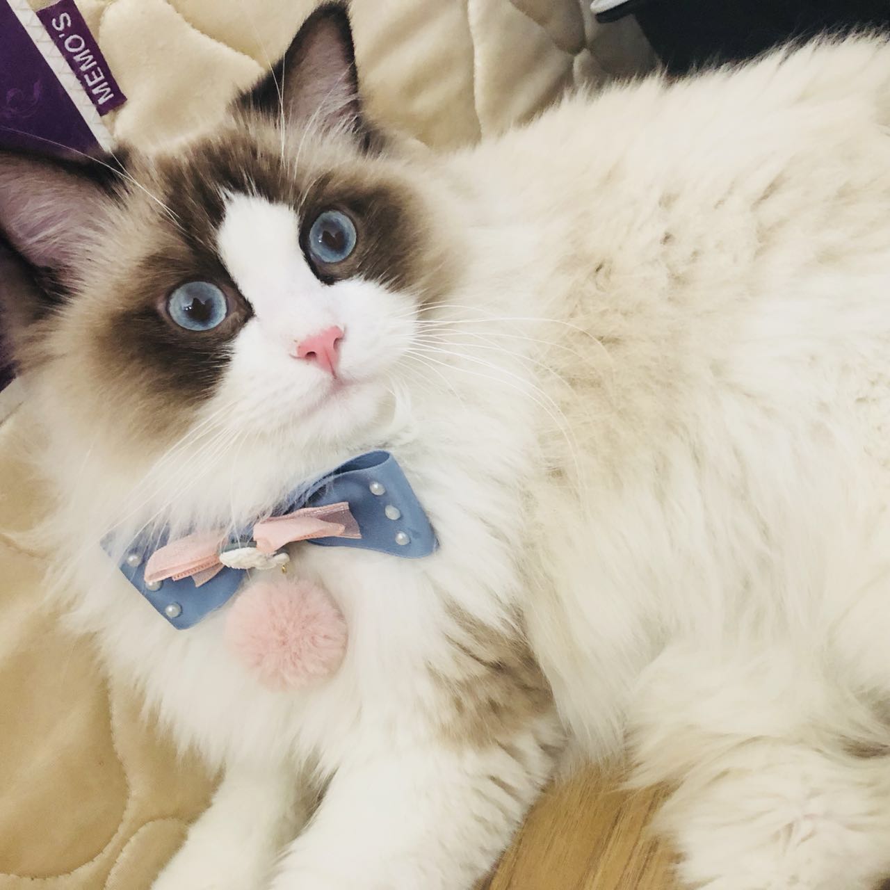 选购优秀布偶猫的五点经验,布偶猫的鉴别方法与选购知识要点