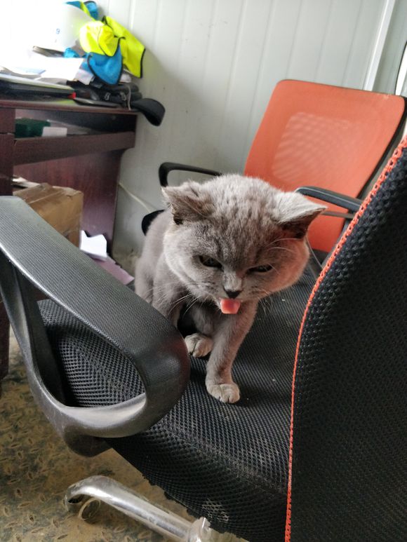 捡到一只英短蓝猫能养吗,被丢弃纯种蓝猫