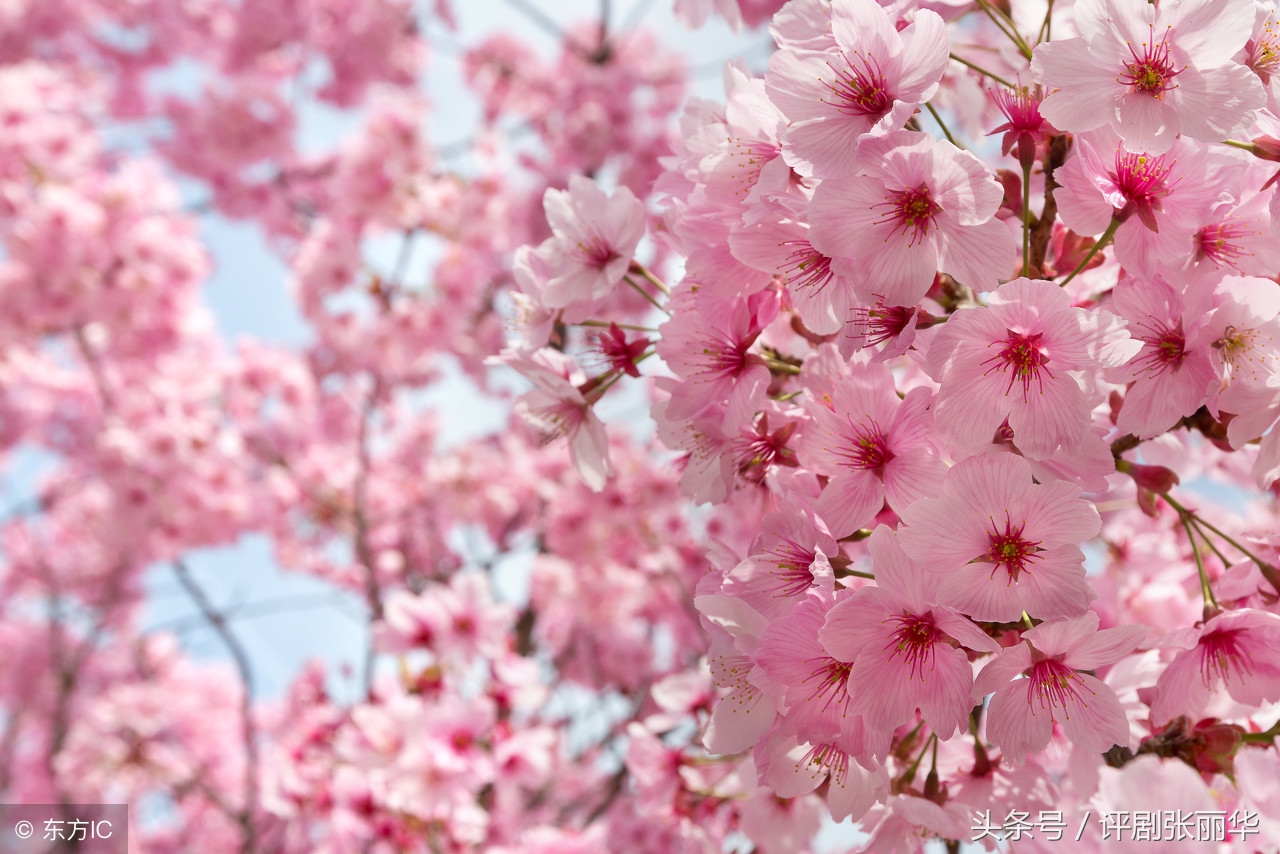 适合儿童朗诵的春天优美诗句,朗诵春天的诗句视频
