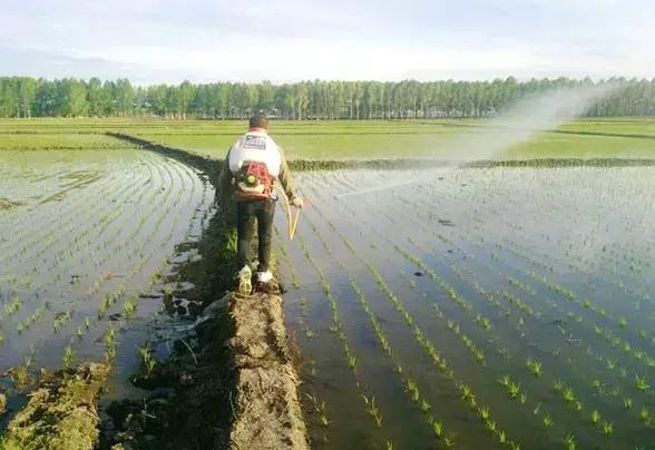 水稻插秧后如何快速缓苗,水稻插秧后注意的病虫害