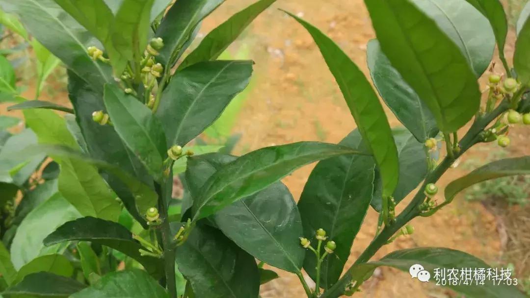 柑橘果实黄化的原因,柑橘果树黄化怎么治疗