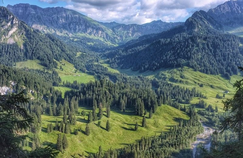 白猿可以活多少年,白猿多大