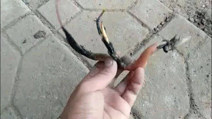 种植碗莲的方法与技巧,碗莲的种植方法和养护过程