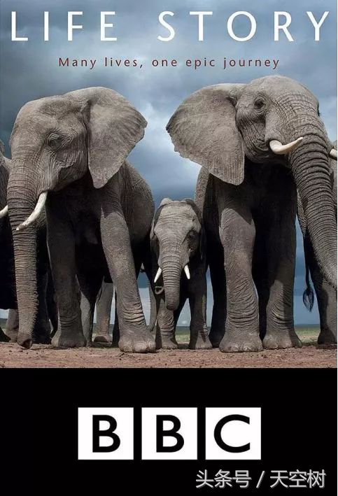 假期一定要给孩子看的20部纪录片,12部适合和孩子一起看的纪录片