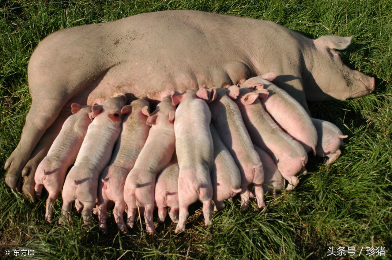 如何提高猪的受胎率,提高母猪受孕率最佳方法