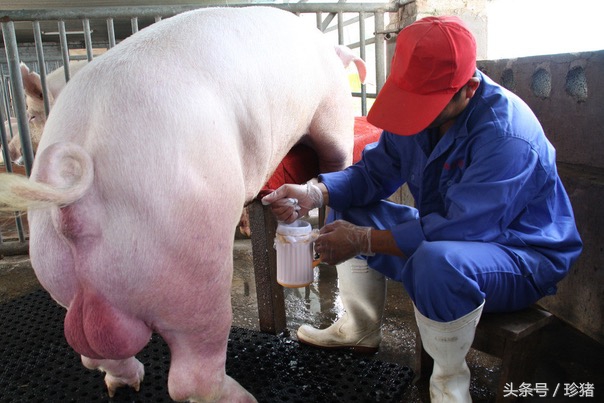 如何提高猪的受胎率,提高母猪受孕率最佳方法