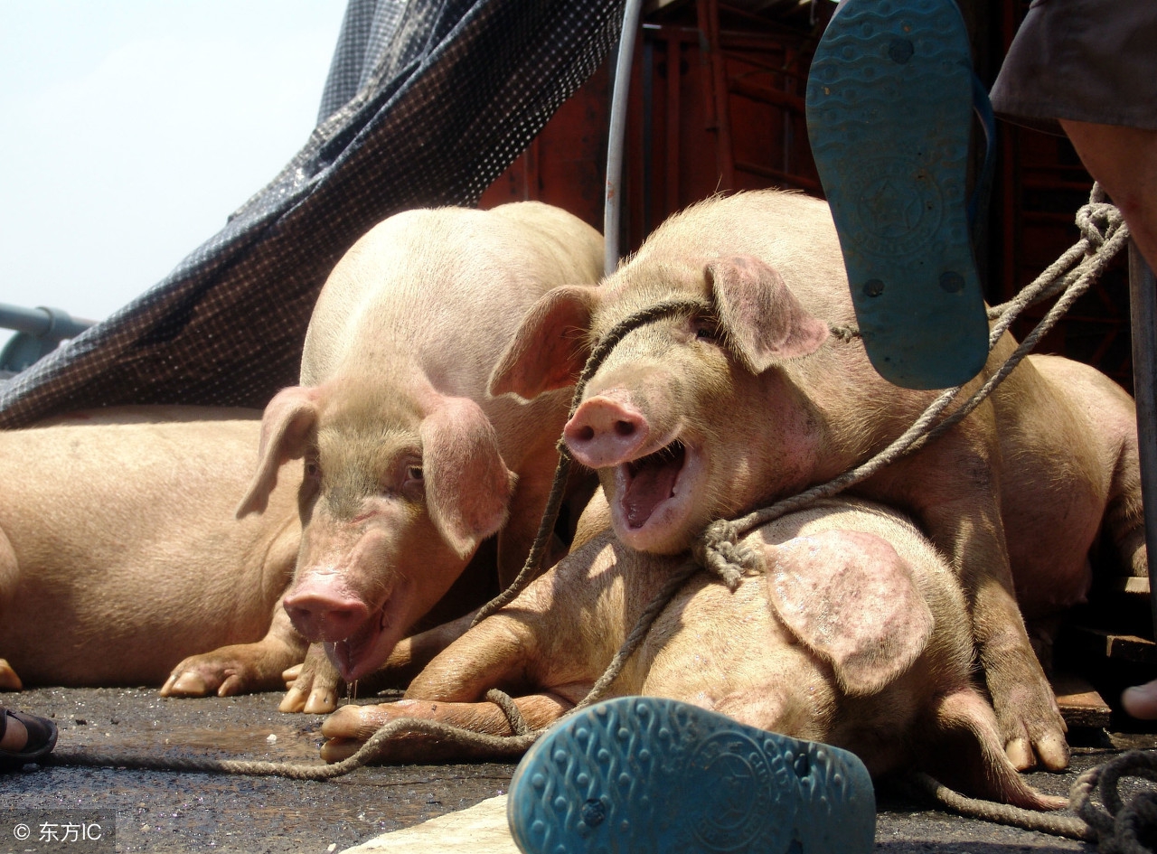 赶猪技巧,猪场赶猪的最佳方法