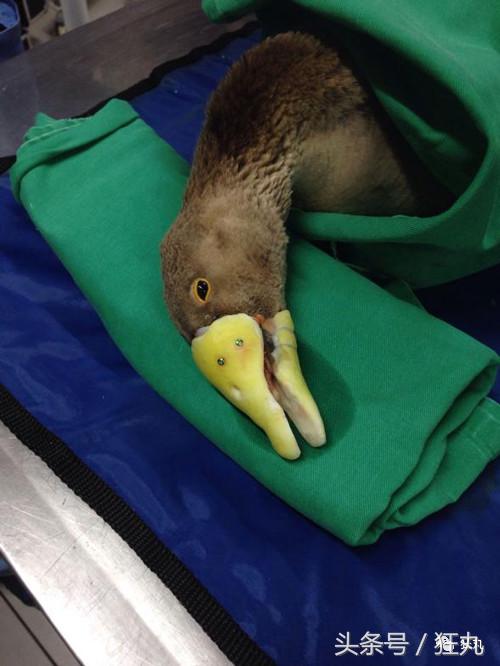 3D打印技术助力先进制造,3d打印帮助动物