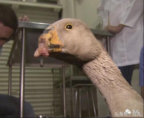 3D打印技术助力先进制造,3d打印帮助动物