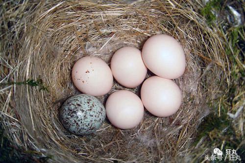 3D打印技术助力先进制造,3d打印帮助动物