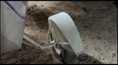 平头哥蜜獾你见过吗,蜜獾平头哥有没有人养