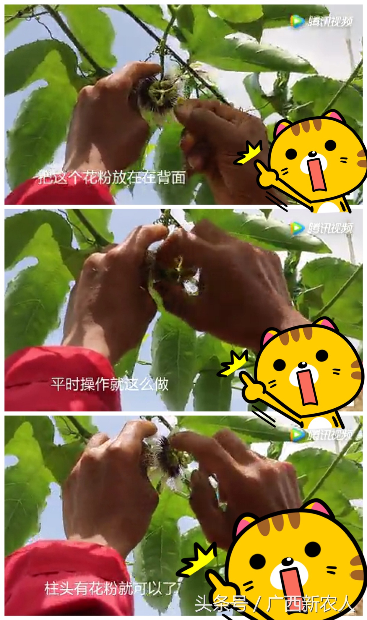 百香果开花结果期间怎样管理,百香果开花结果期间如何管理