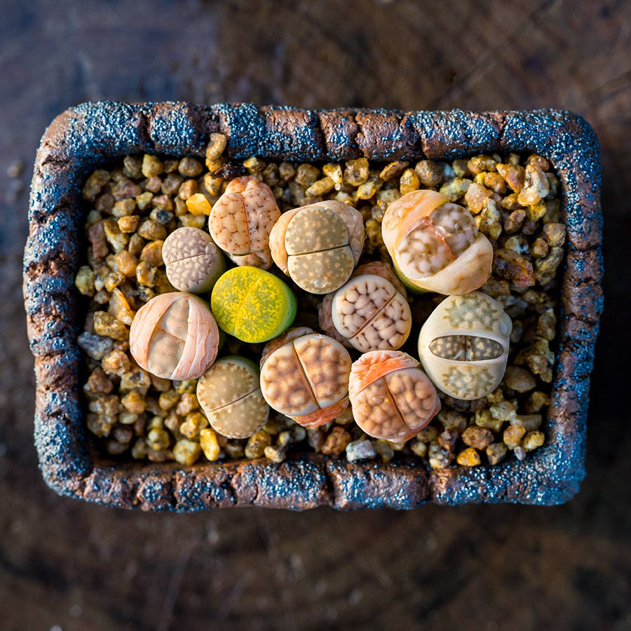 多肉的100个常见品种,10种公认的多肉