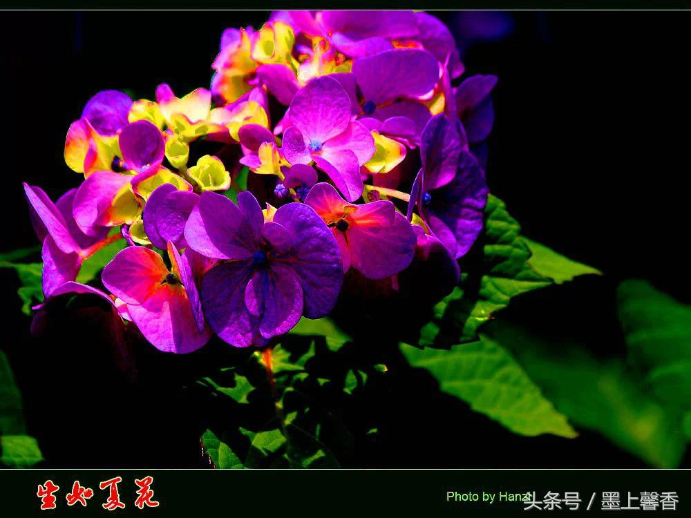 100种常见花语和图片大全,这些花语太美了建议收藏