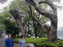 桂林市两江四湖景区图文,桂林两江四湖景区简介概况