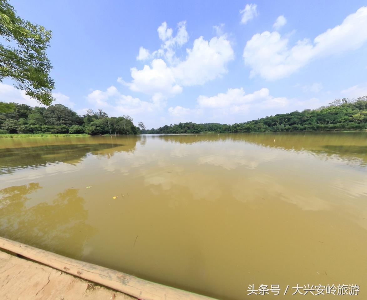 南宁良凤江国家森林公园菩提树,南宁青秀山风景区天然氧吧